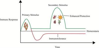 Immunomodulatory role of oral microbiota in inflammatory diseases and allergic conditions